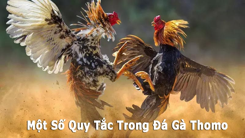 Một Số Quy Tắc Cần Biết Trong Đá Gà Thomo