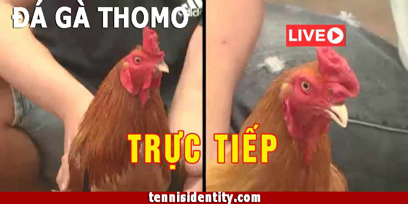 Đá gà Thomo